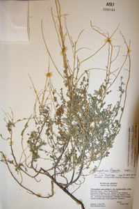 Herbarium Sheet of 